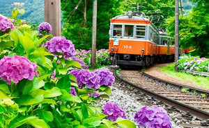 6 June Japan " Hydrangea"