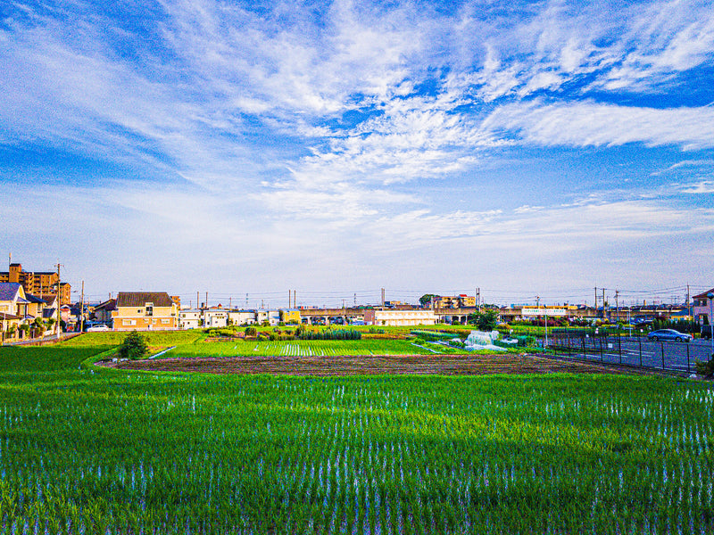 Summer View near Train