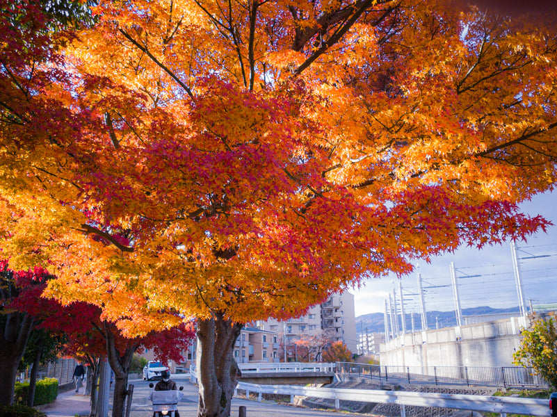 Japan Autumn Color