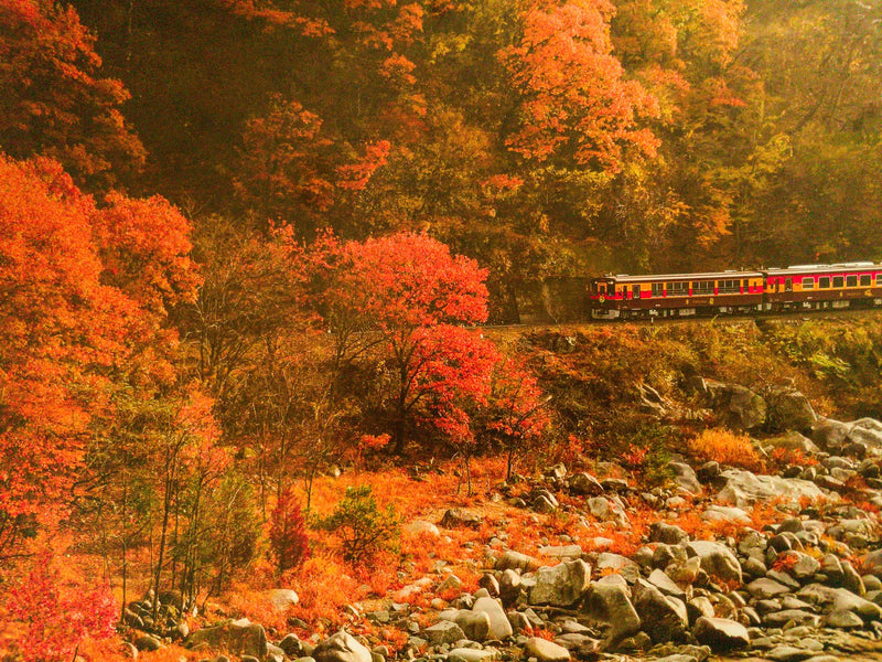 Autumn in Japan 🍂