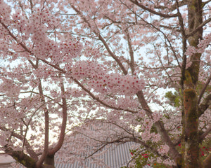 Cherry Blossoms   Japan Sakura