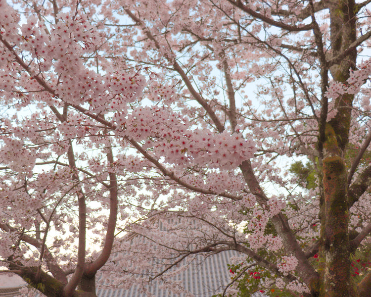 Cherry Blossoms   Japan Sakura